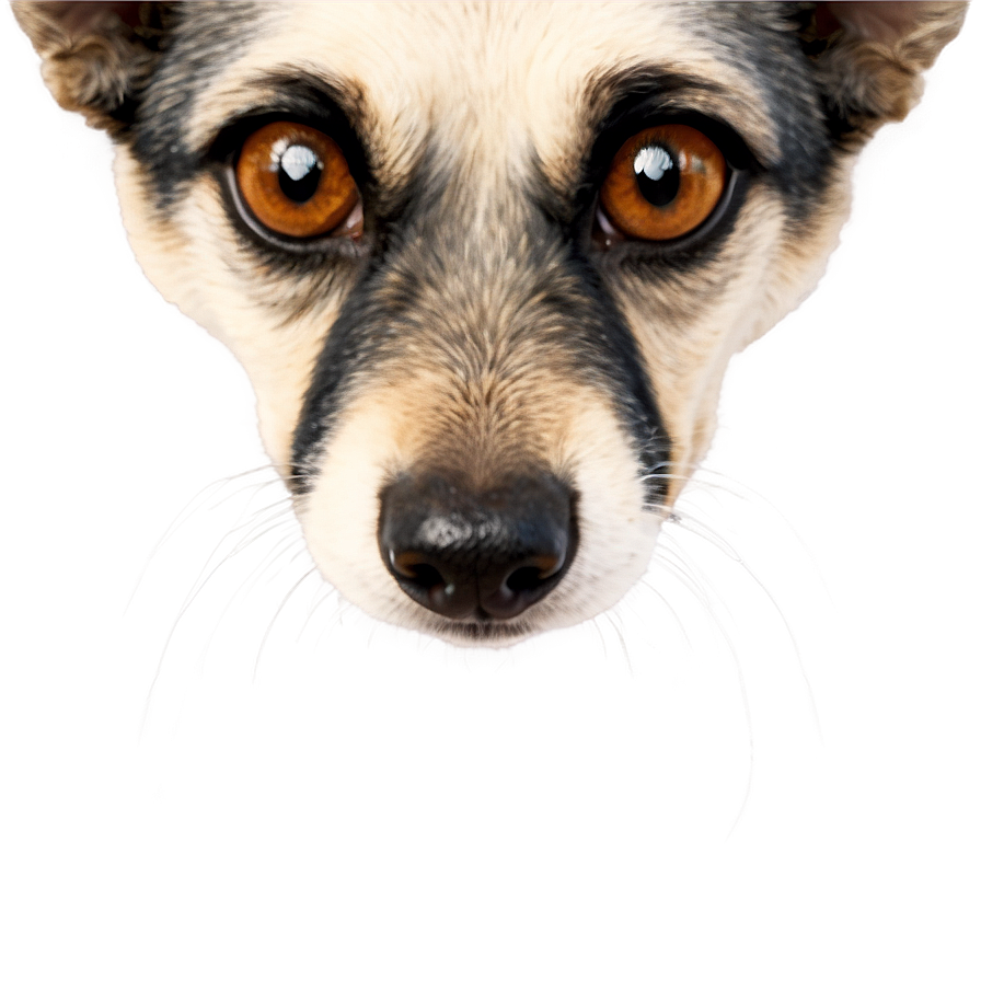 Furry Dog Nostrils Png Bfq99 PNG Image