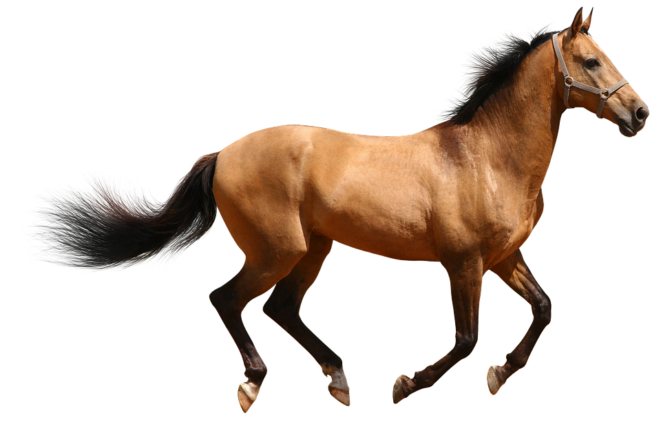 Galloping Brown Horse Transparent Background.png PNG Image