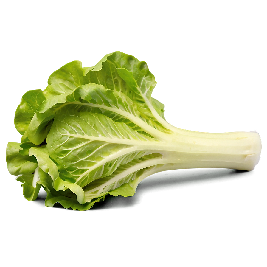 Garden Fresh Lettuce Png 17 PNG Image