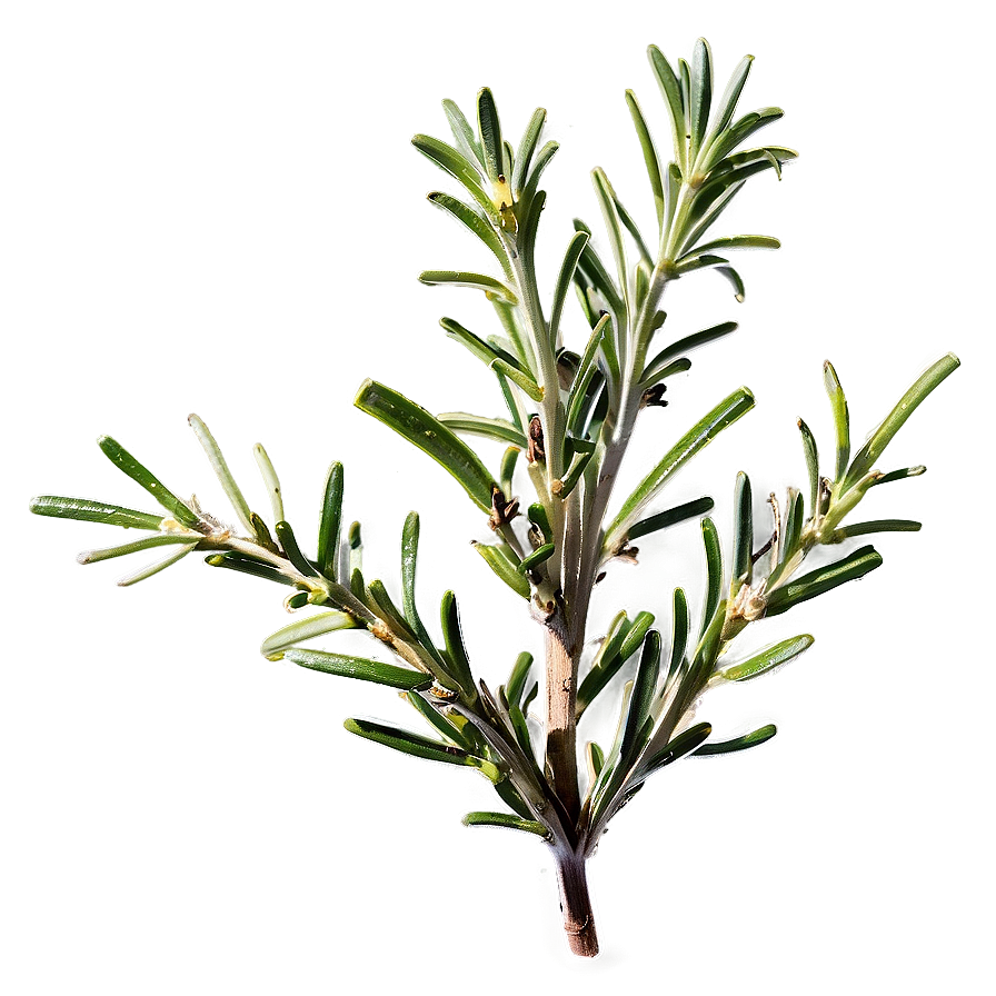 Garden Rosemary Png 06122024 PNG Image