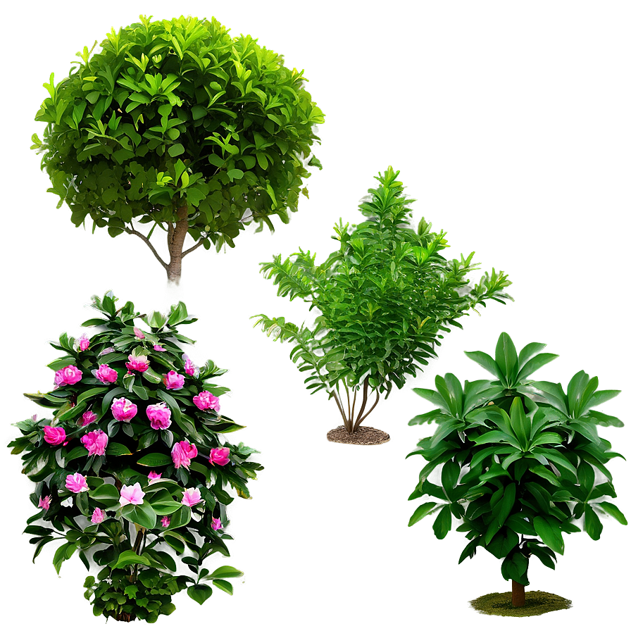 Garden Shrubs Png Qau PNG Image