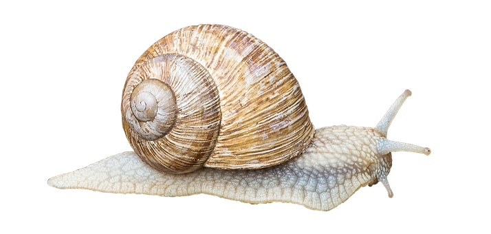 Garden Snail Black Background PNG Image