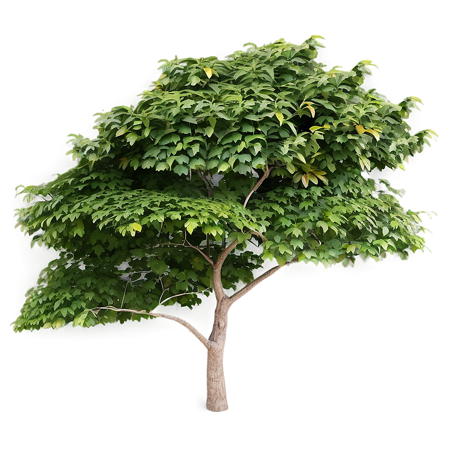 Garden Tree Top View Png Uuk PNG Image