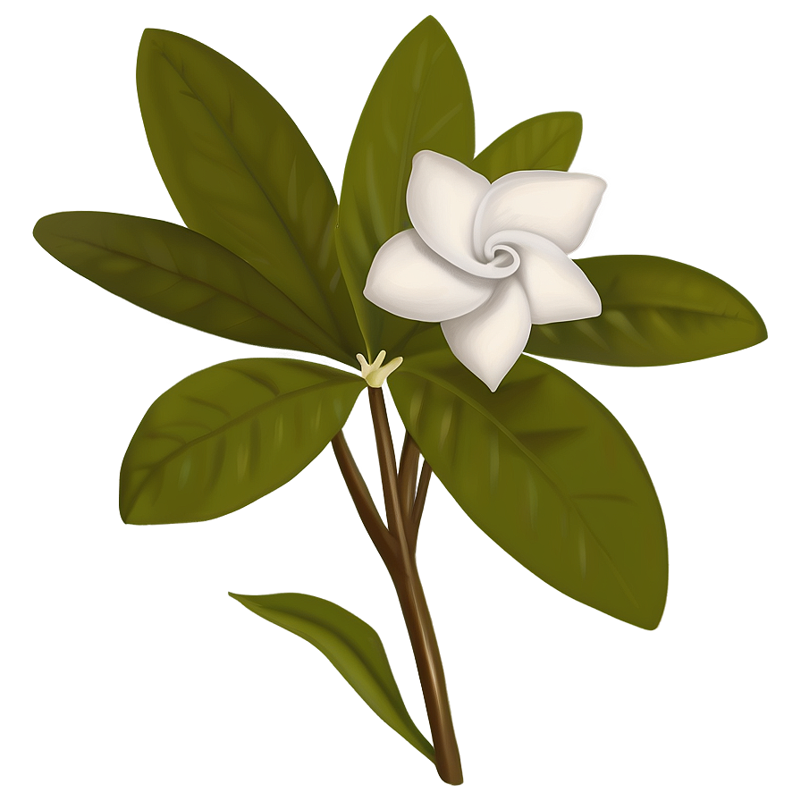 Gardenia Flower Drawing Png Yxq PNG Image