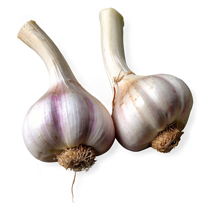 Garlic Farm Png 05242024 PNG Image