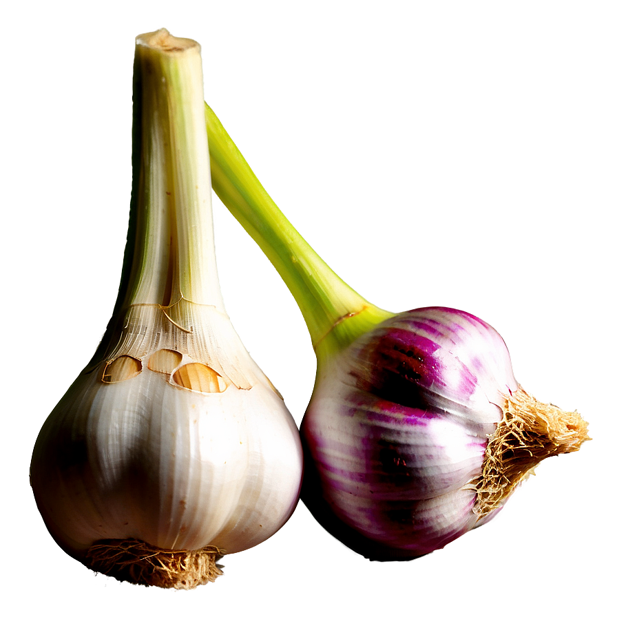 Garlic Festival Png 82 PNG Image