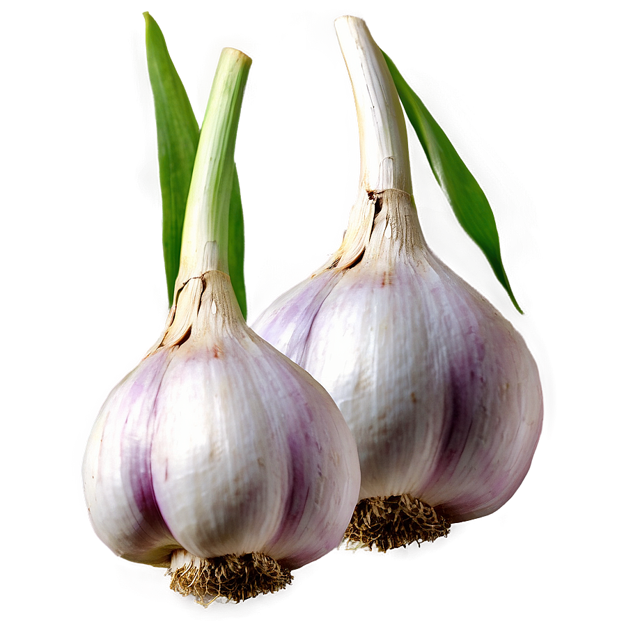 Garlic Field Png 8 PNG Image