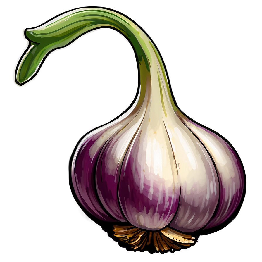 Garlic Sketch Png 05242024 PNG Image