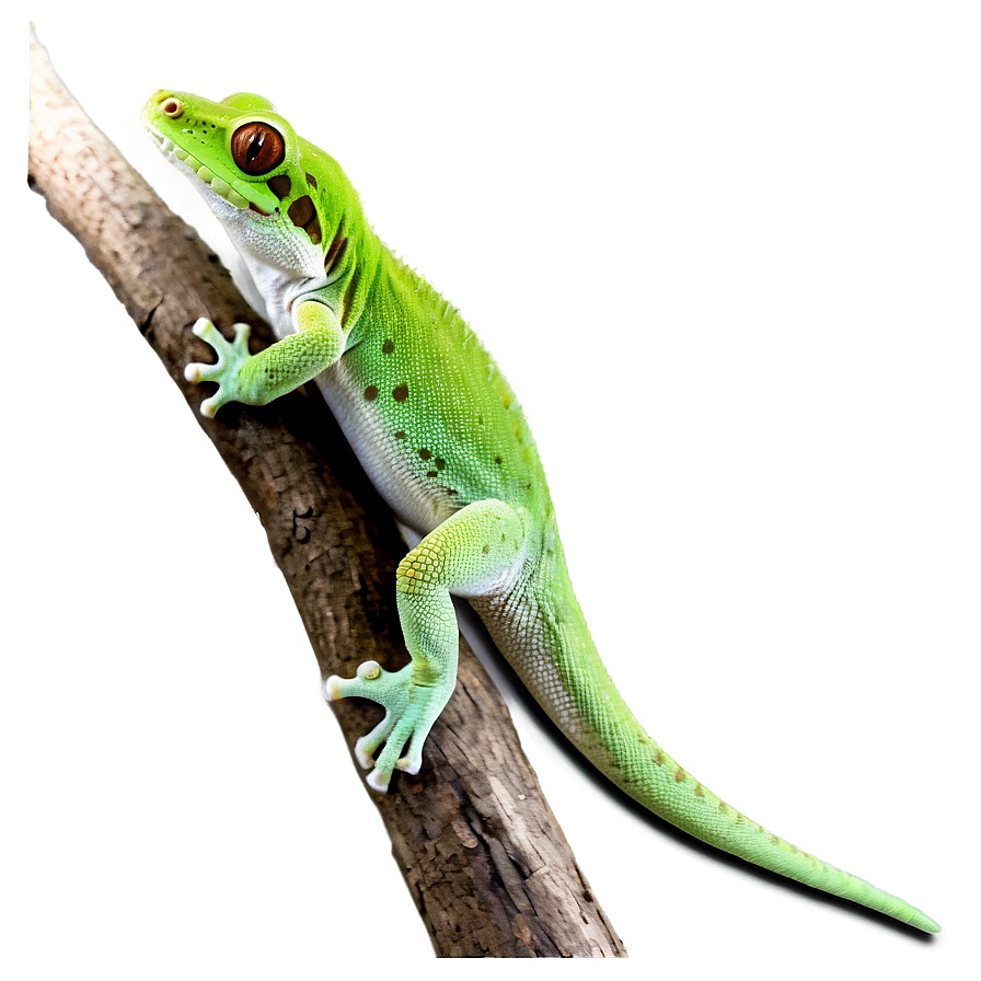 Gecko On A Branch Png Hlk20 PNG Image