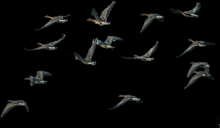 Geese In Flight Sequence PNG Image