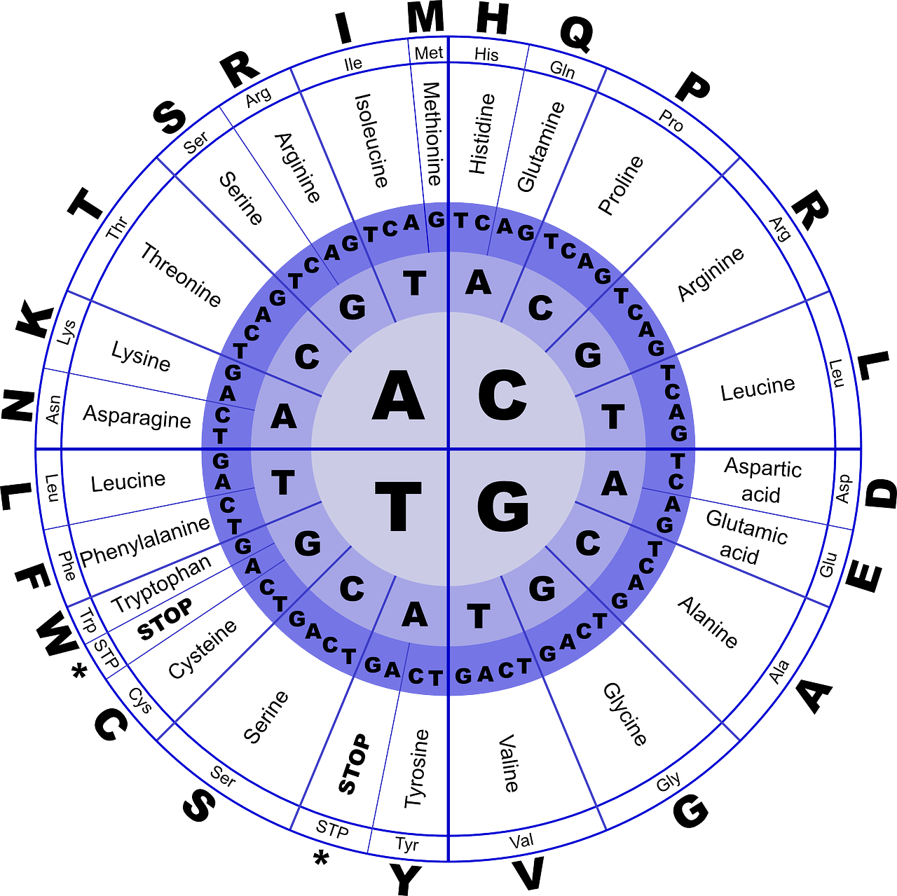 Genetic Code Chart Circular Representation PNG Image