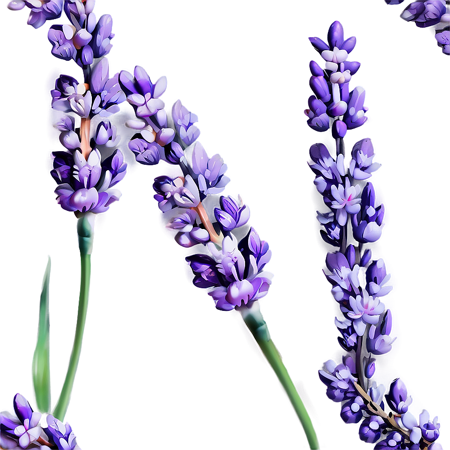 Gentle Lavender Sprig Png 25 PNG Image