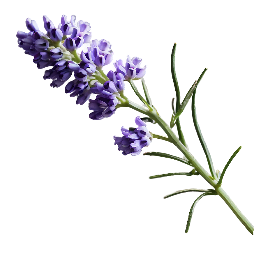 Gentle Lavender Sprig Png Kri6 PNG Image