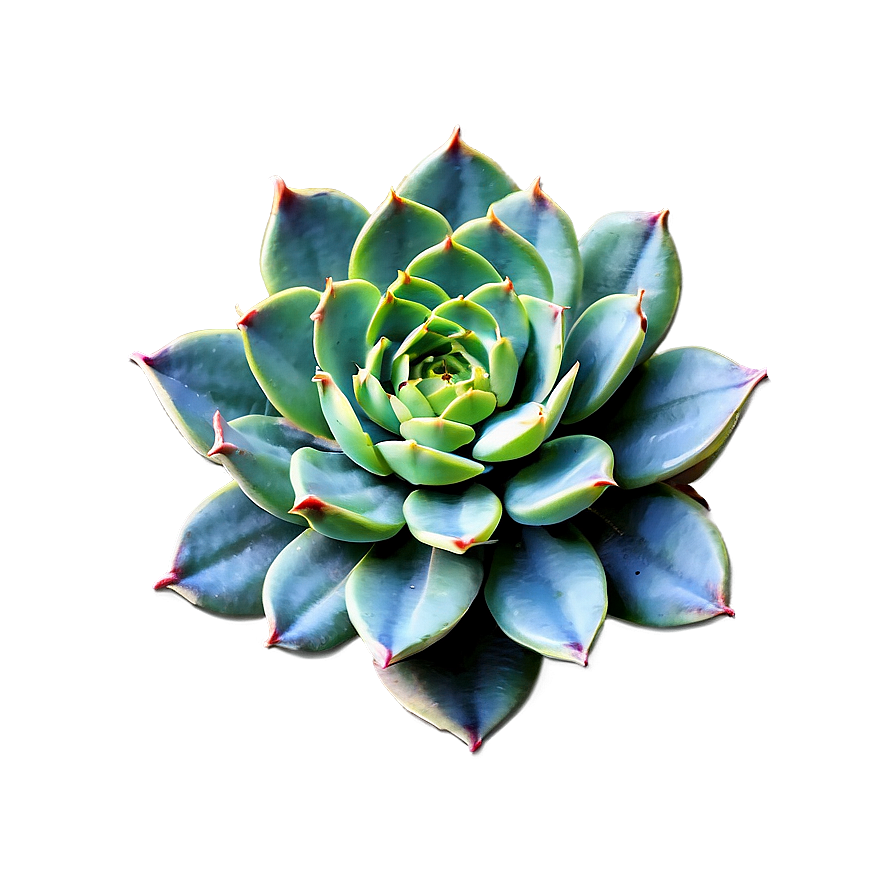 Geometric Succulent Png Mel48 PNG Image