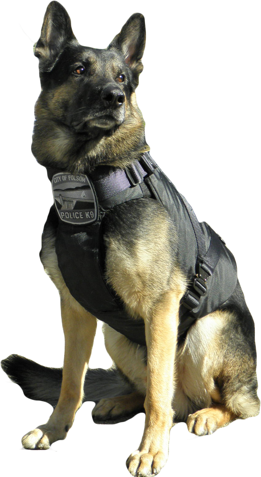 German Shepherd Police K9 Vest PNG Image