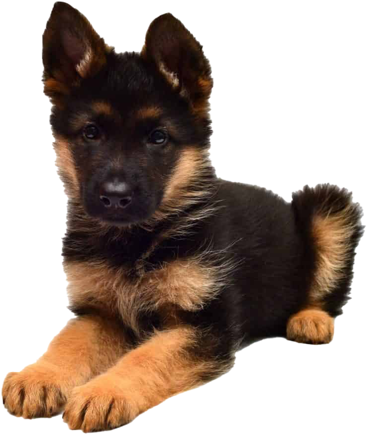 German Shepherd Puppy Portrait PNG Image