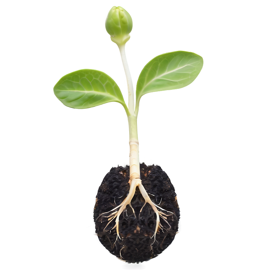 Germination Sprout Png 27 PNG Image