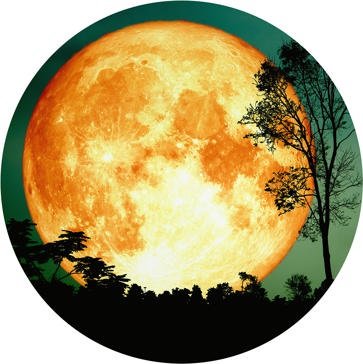 Giant Full Moonand Silhouetted Trees PNG Image