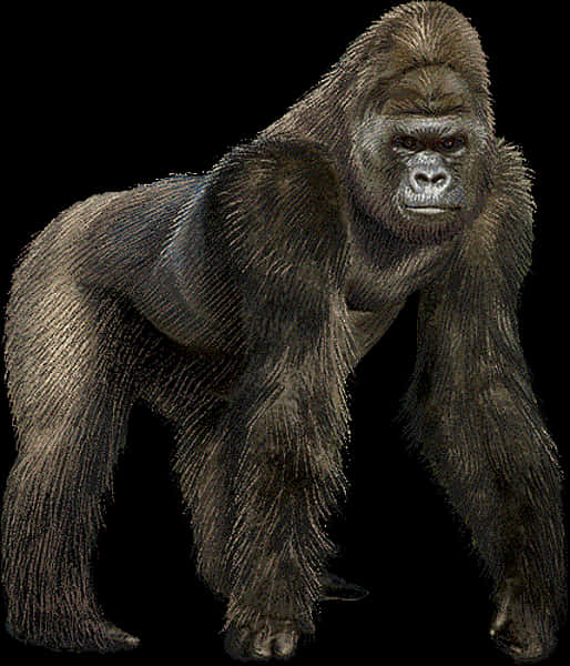 Giant_ Gorilla_ Illustration PNG Image