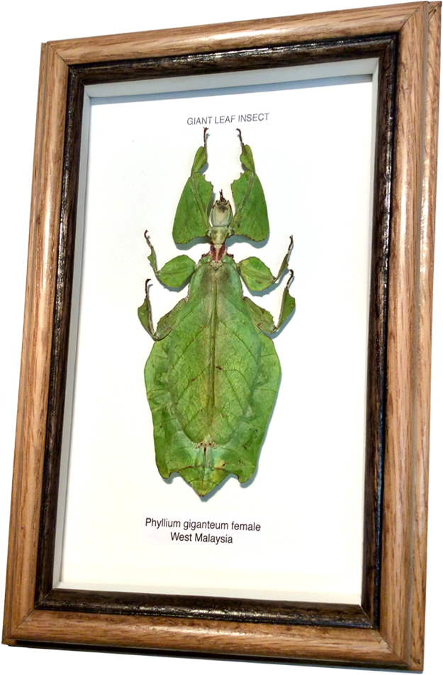 Giant Leaf Insect Phyllium Giganteum PNG Image