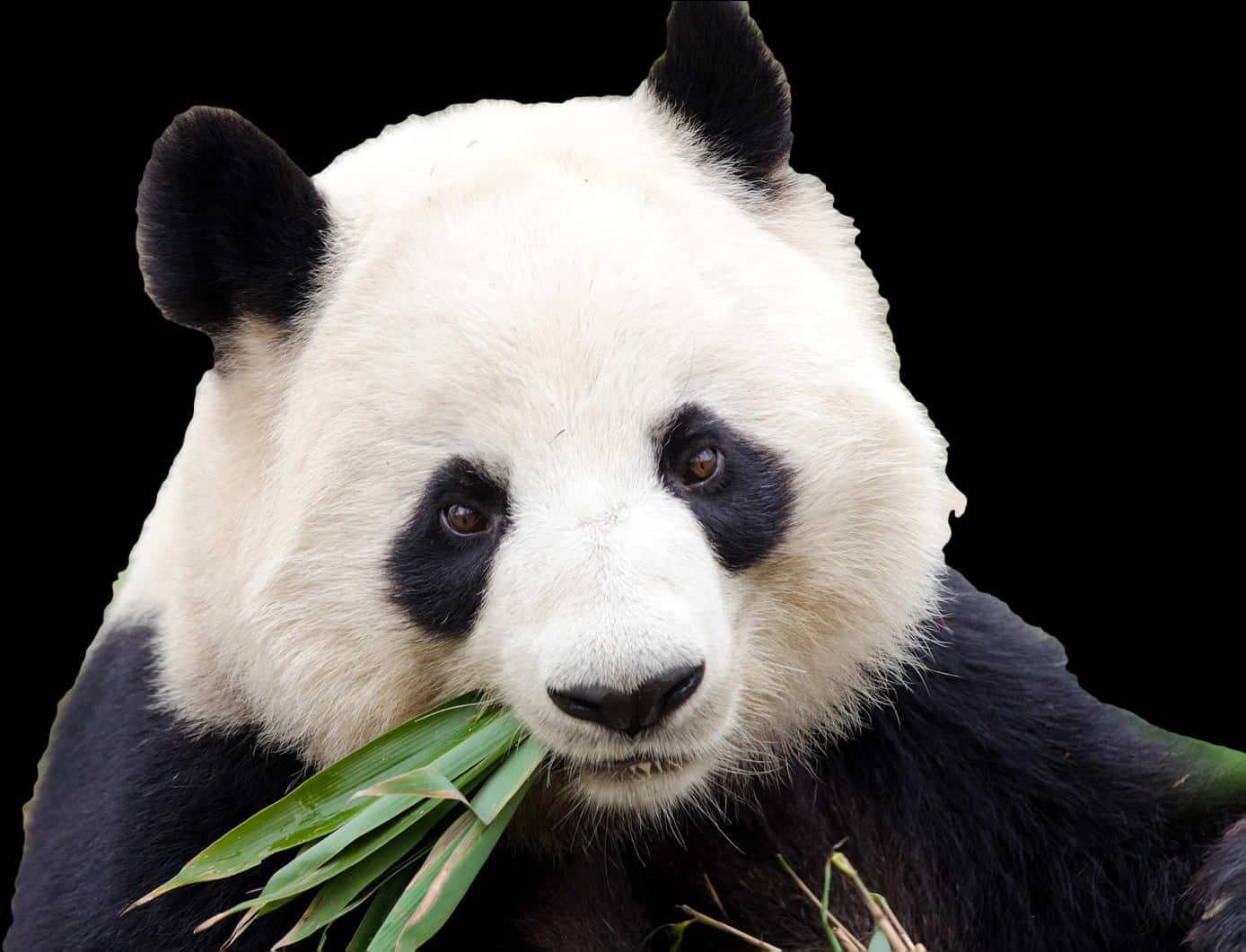 Giant Panda Eating Bamboo PNG Image