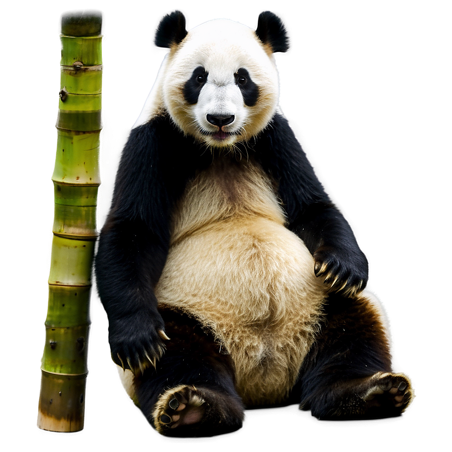 Giant Panda Photo Png 13 PNG Image