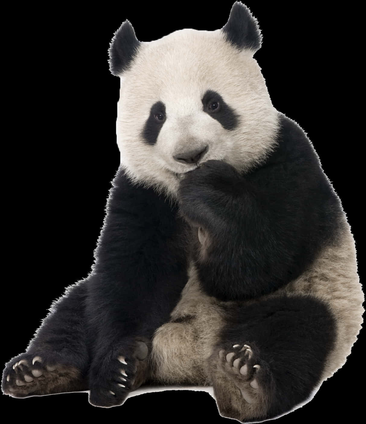 Giant Panda Sitting Portrait PNG Image