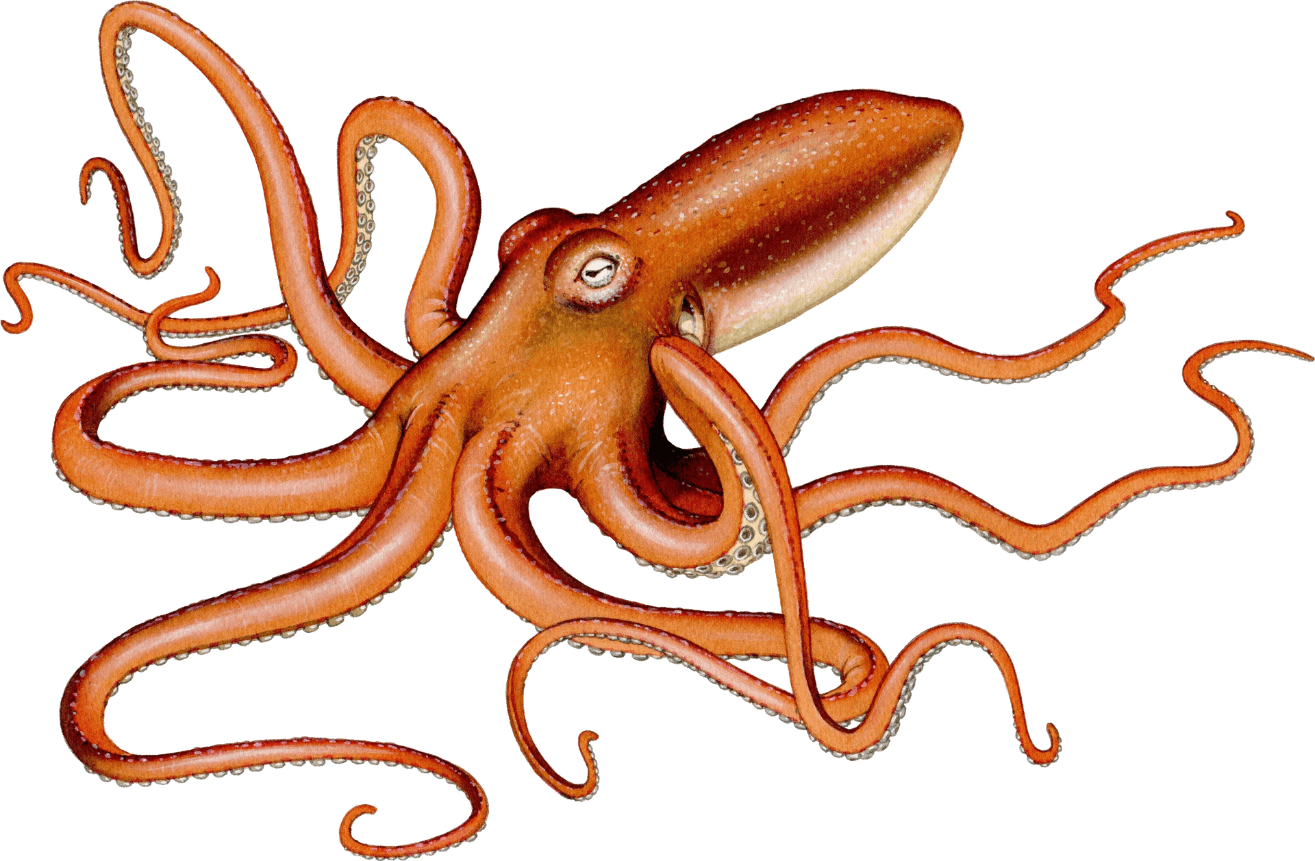 Giant Squid Illustration PNG Image