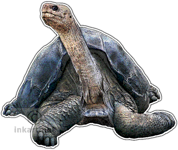 Giant Tortoise Portrait PNG Image