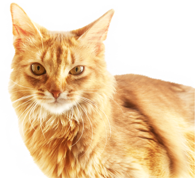 Ginger Cat Portrait PNG Image