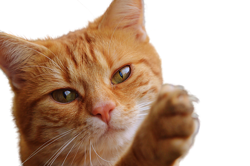 Ginger Cat Raised Paw PNG Image