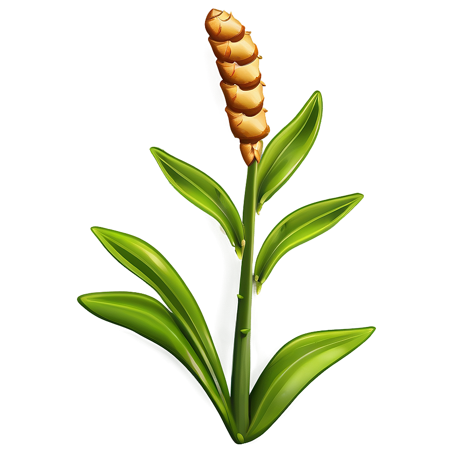 Ginger Plant Illustration Png 56 PNG Image