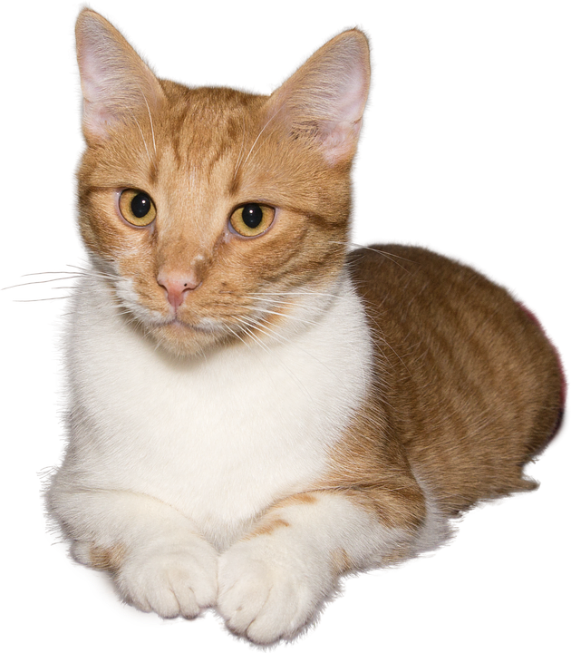 Gingerand White Cat Portrait PNG Image