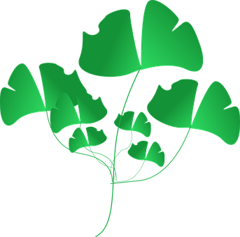 Ginkgo Biloba Leaves Vector Illustration PNG Image