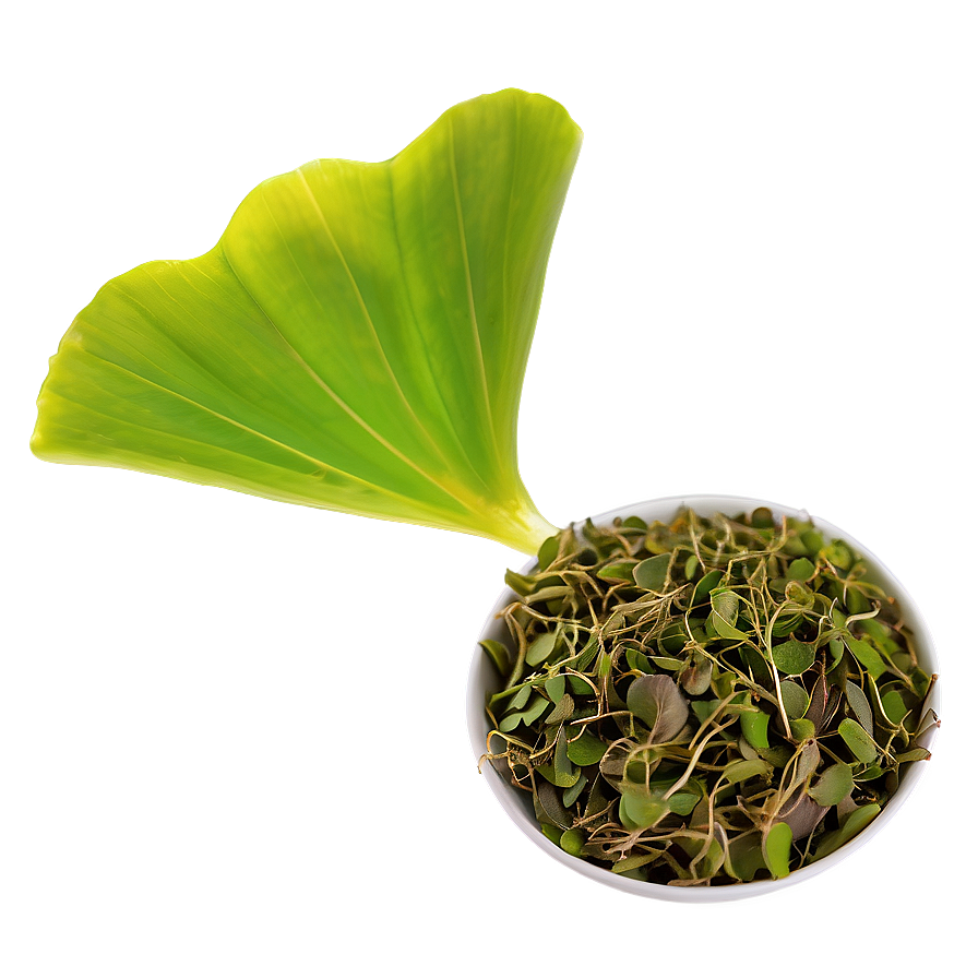 Ginkgo Biloba Tea Leaf Png Khi PNG Image