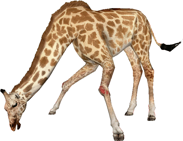 Giraffe Bending Down PNG Image