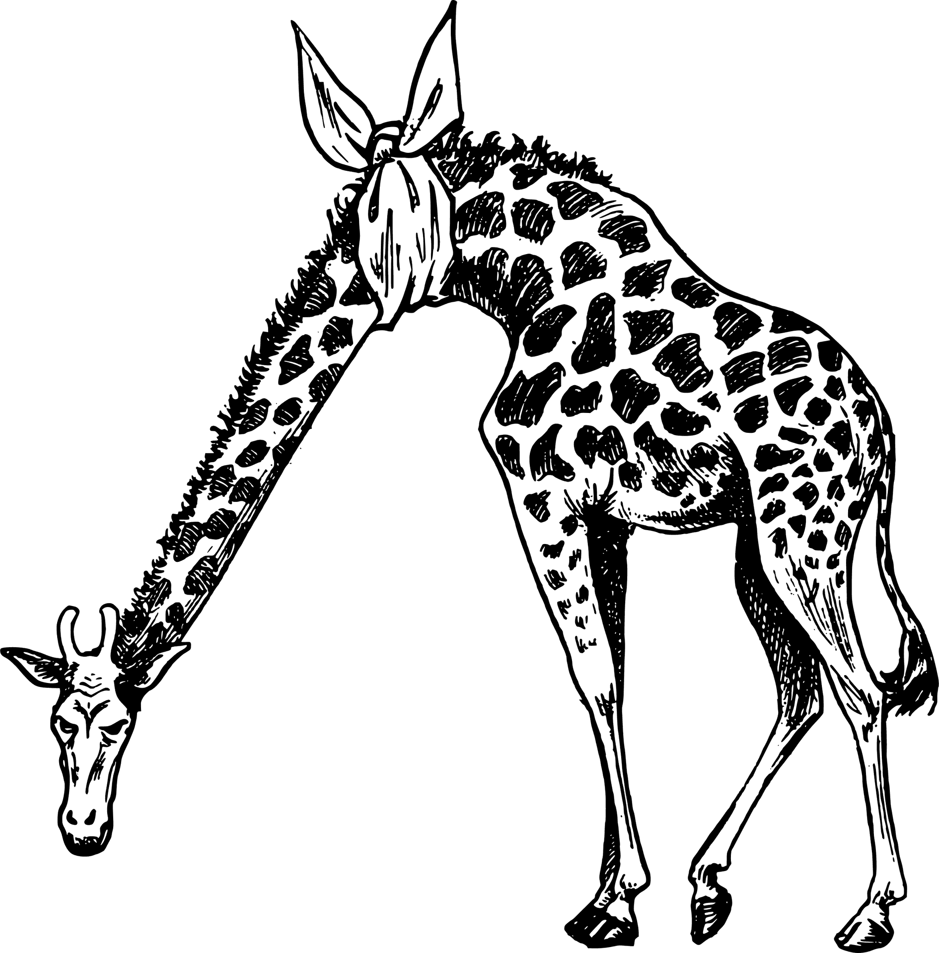 Giraffe Bending Down Illustration PNG Image