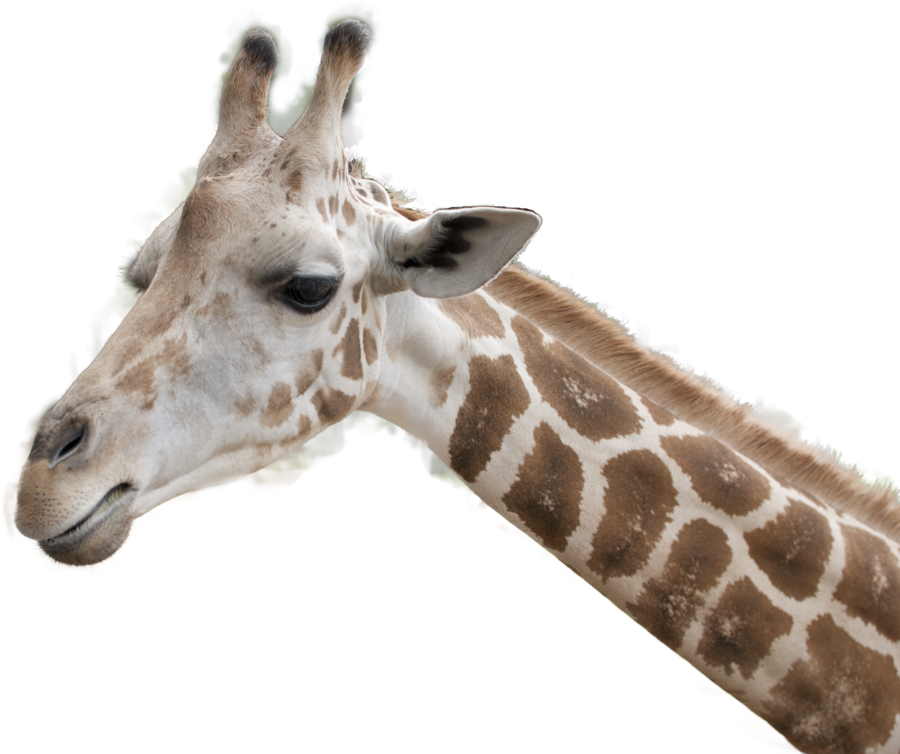 Giraffe Headand Neck Profile PNG Image