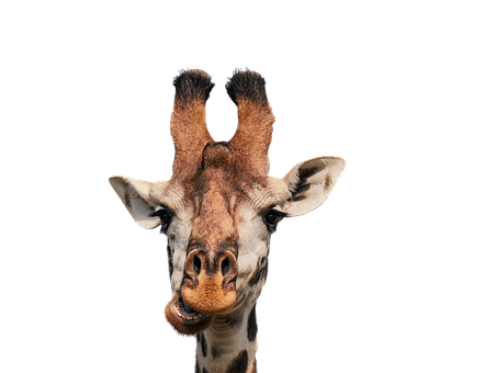 Giraffe Portrait Against Black Background PNG Image