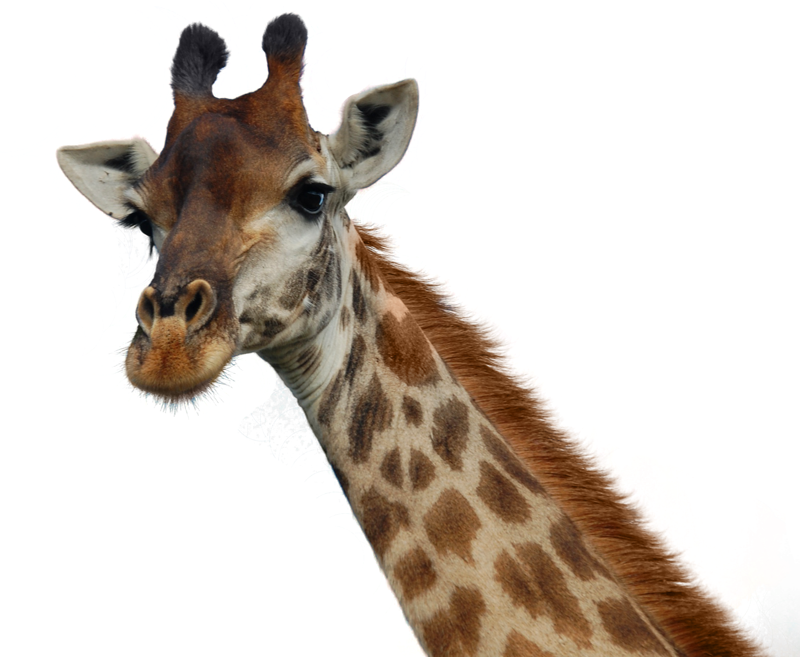 Giraffe Portrait Isolated PNG Image