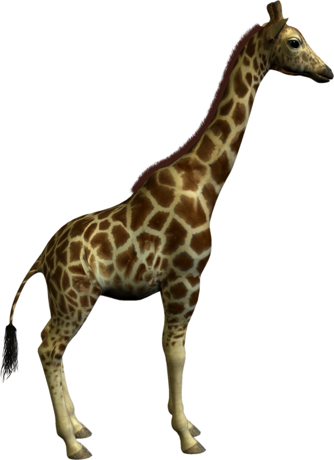 Giraffe Standing Profile PNG Image