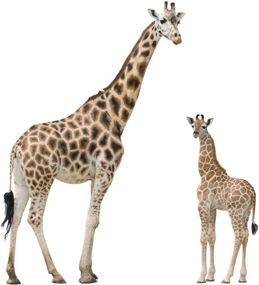 Giraffeand Calf Together PNG Image