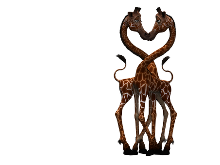 Giraffesin Love Dark Background PNG Image