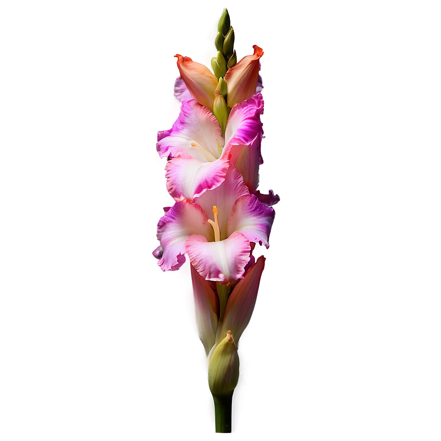 Gladiolus Night Glow Png Yma42 PNG Image