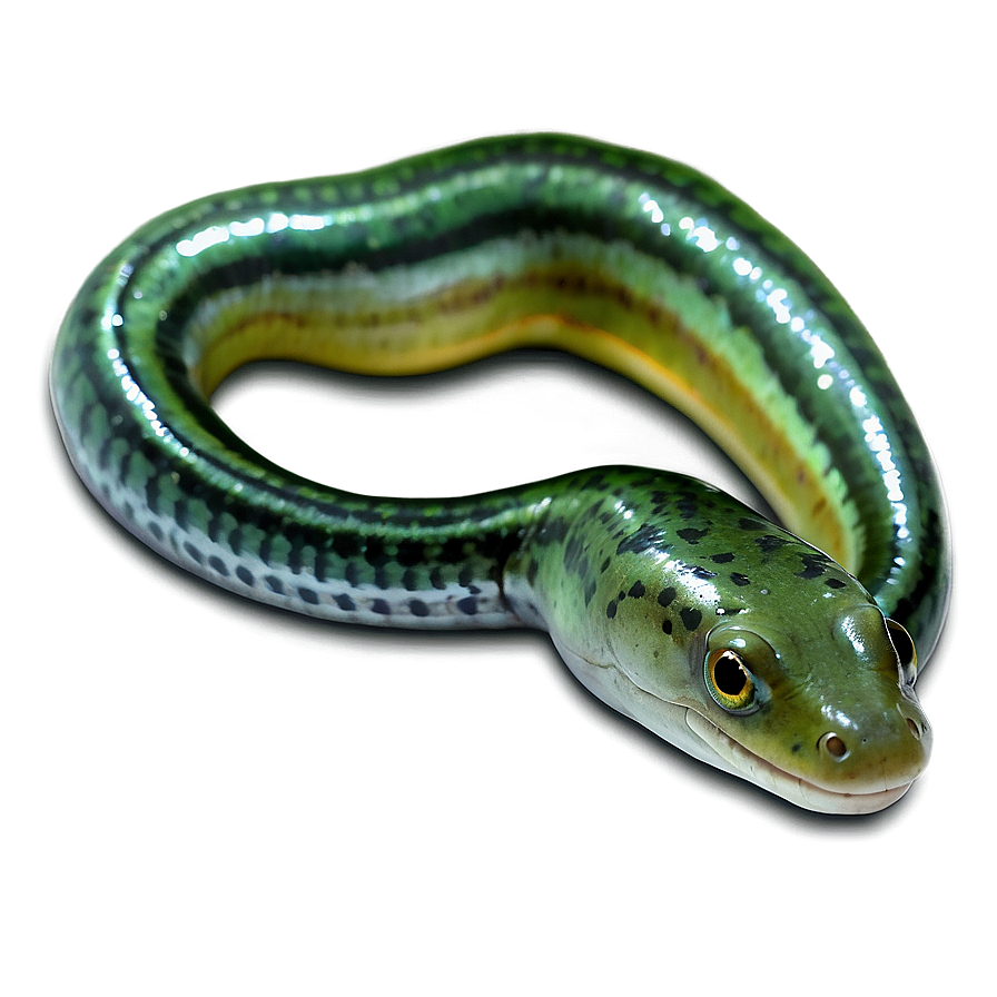 Glass Eel Transparent Png Chv PNG Image