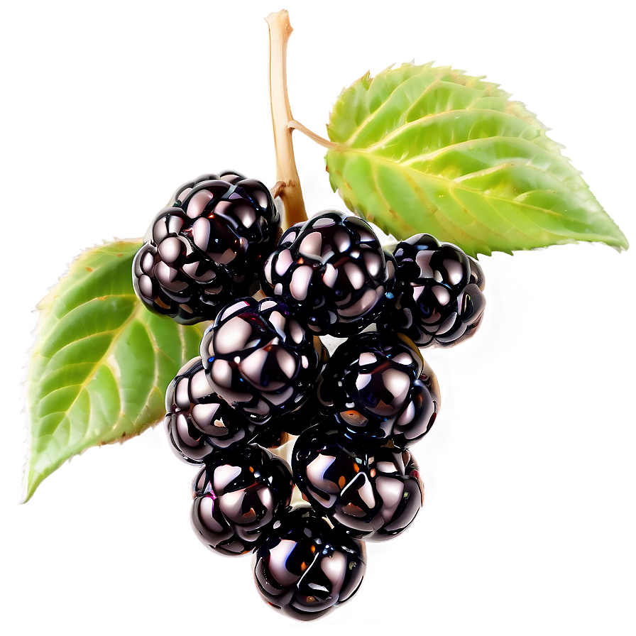 Glistening Blackberry Png 05232024 PNG Image