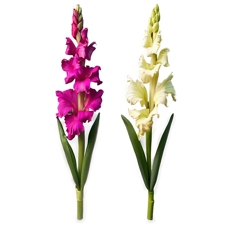 Glorious Gladiolus Png 06252024 PNG Image