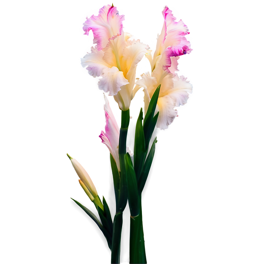 Glorious Gladiolus Png Mji41 PNG Image