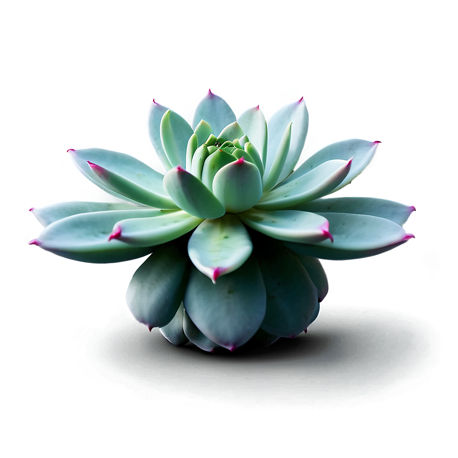 Glossy Succulent Png Oyn PNG Image