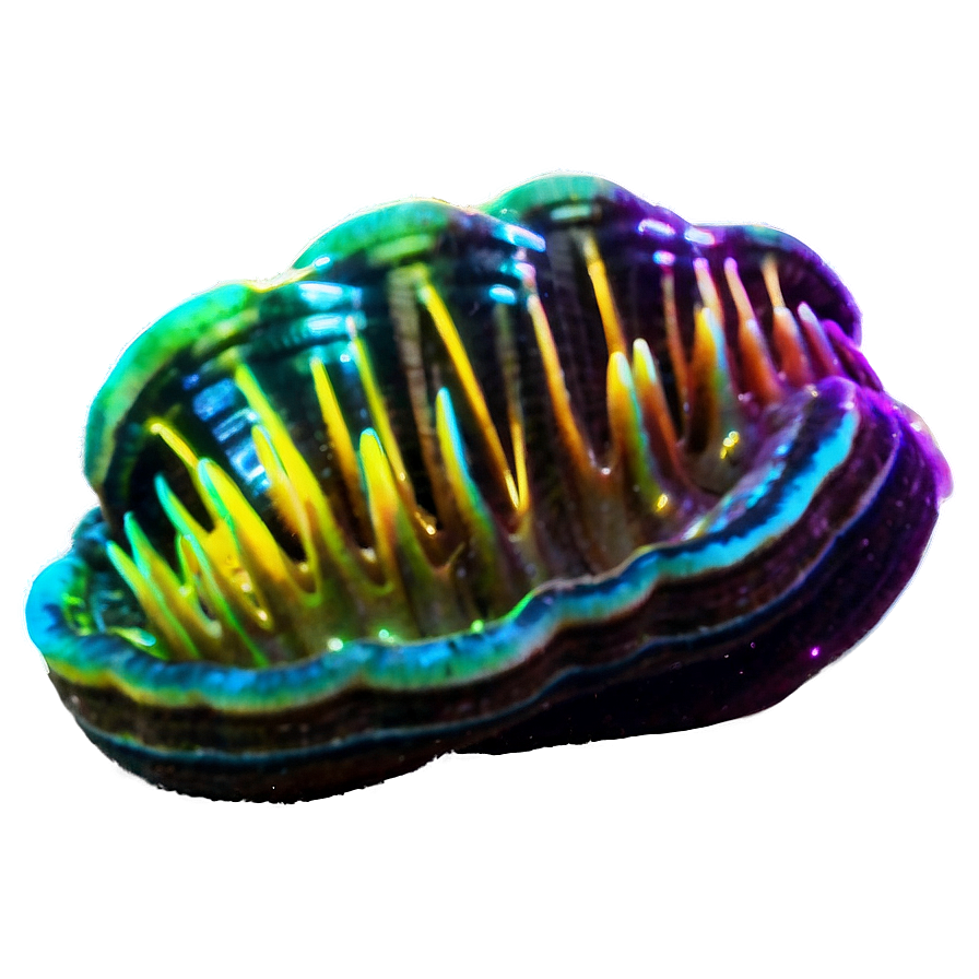 Glowing Neon Clam Png Xol PNG Image